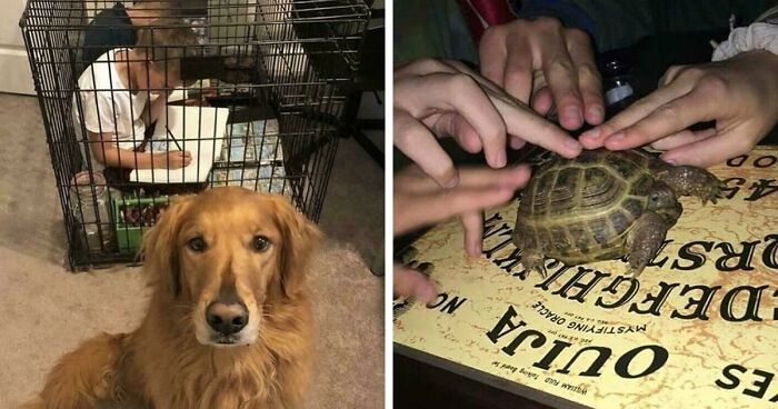 67 Hilarious Images That Are Somehow Both Blessed And Cursed
