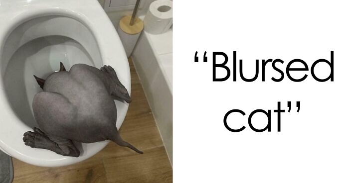 67 Hilarious Images That Are Somehow Both Blessed And Cursed