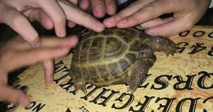 67 Hilarious Images That Are Somehow Both Blessed And Cursed