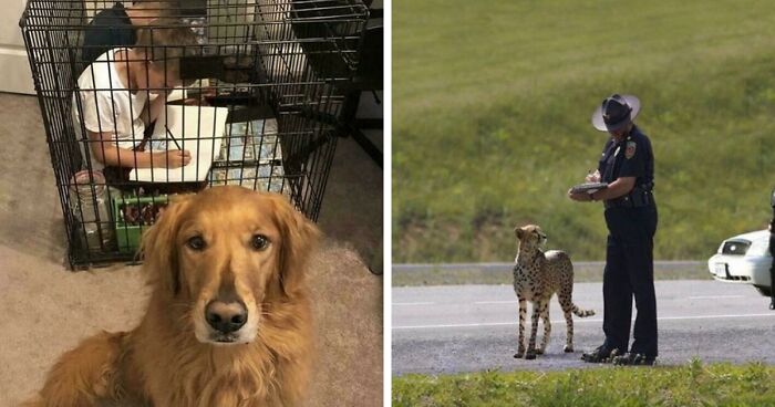 67 Hilarious Images That Are Somehow Both Blessed And Cursed