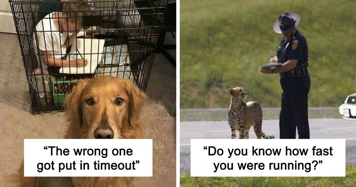67 Hilarious Images That Are Somehow Both Blessed And Cursed