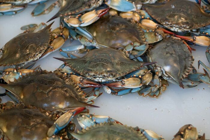 Fresh crabs on ice symbolizing comfort after discovering exes cheated