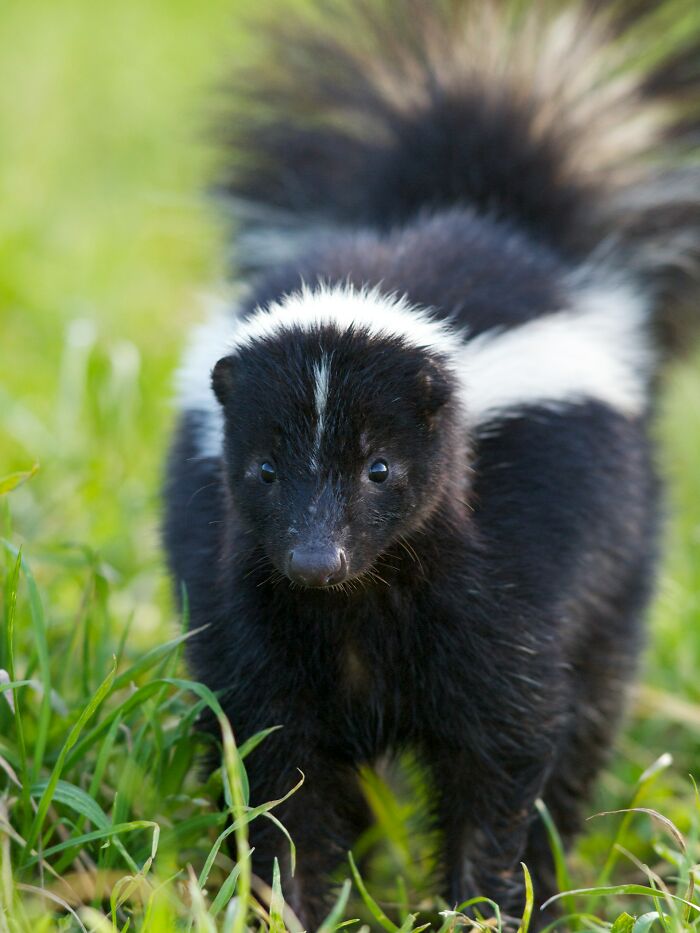 A curious skunk in green grass, representing unusual reasons for ER visits.