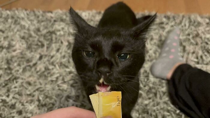 Black cat eating from a snack packet on a carpet food obsessed cat