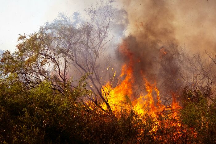 Wildfire burning dry vegetation with thick smoke