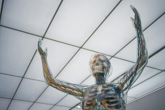 Transparent human body model showing skeleton and veins anatomy