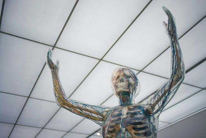 A translucent anatomical model with visible skeletal, circulatory, and nervous systems, demonstrating how the body works.
