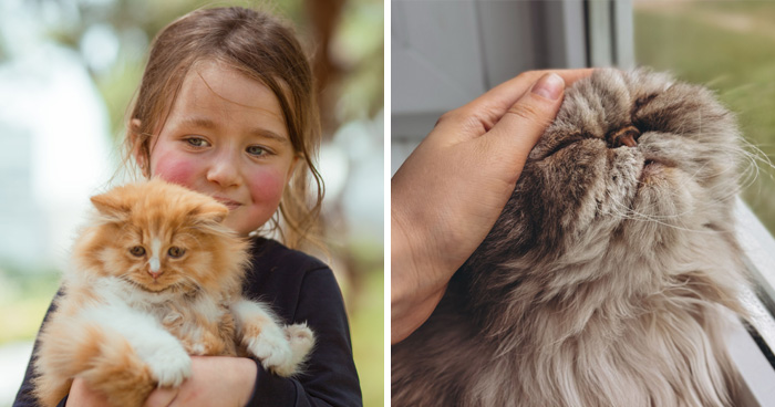 17 Cat Myths People Still Believe, Debunked By An Animal Behavior Expert
