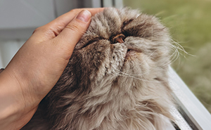 17 Cat Myths People Still Believe, Debunked By An Animal Behavior Expert
