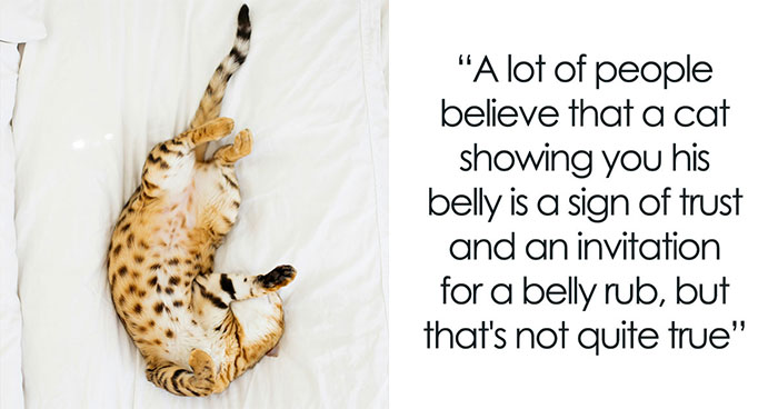 Cats Aren’t ‘Mean’: Behavior Expert Explains 15 Misunderstood Things Cats Do And Why