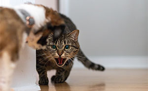 Cats Aren’t ‘Mean’: Behavior Expert Explains 15 Misunderstood Things Cats Do And Why