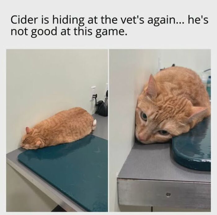 An entertaining cat meme of an orange cat hiding from the vet in a corner. It is entertaining cat memes.