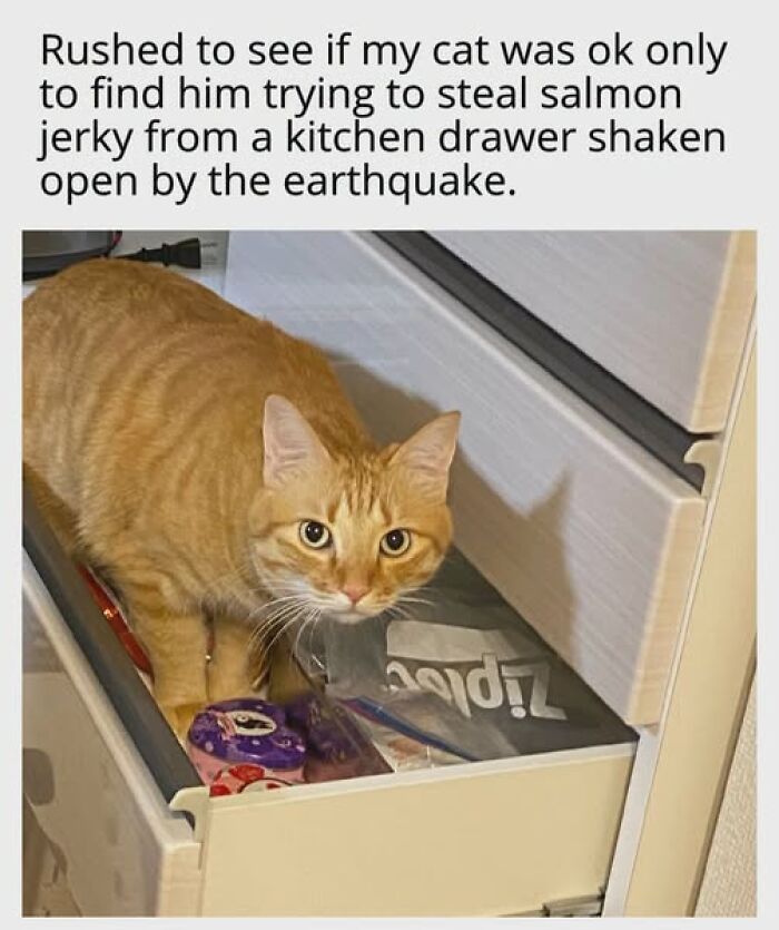 Entertaining cat memes: An orange cat looks from a kitchen drawer, trying to steal salmon jerky.