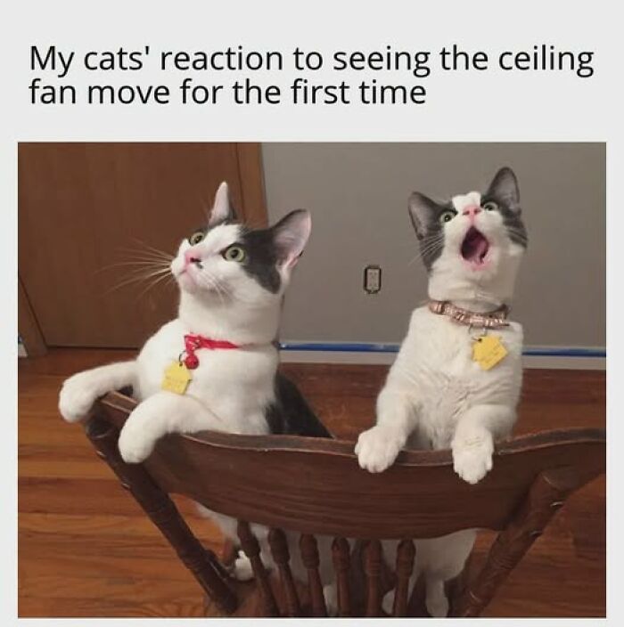 An entertaining cat meme of two cats reacting to a ceiling fan, one with its mouth open. It is entertaining cat memes.