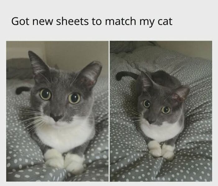An entertaining cat meme showing a grey and white cat with big eyes, matching new polka dot bed sheets.