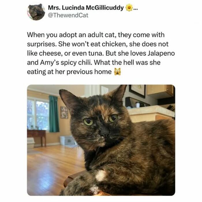An entertaining cat meme tweet about an adopted adult cat that loves jalapeño and spicy chili, but not chicken or tuna.