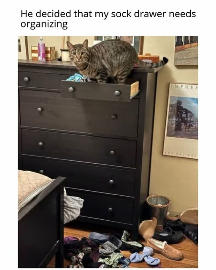 An entertaining cat meme of a tabby cat sitting in an open sock drawer, surrounded by clothes on the floor.
