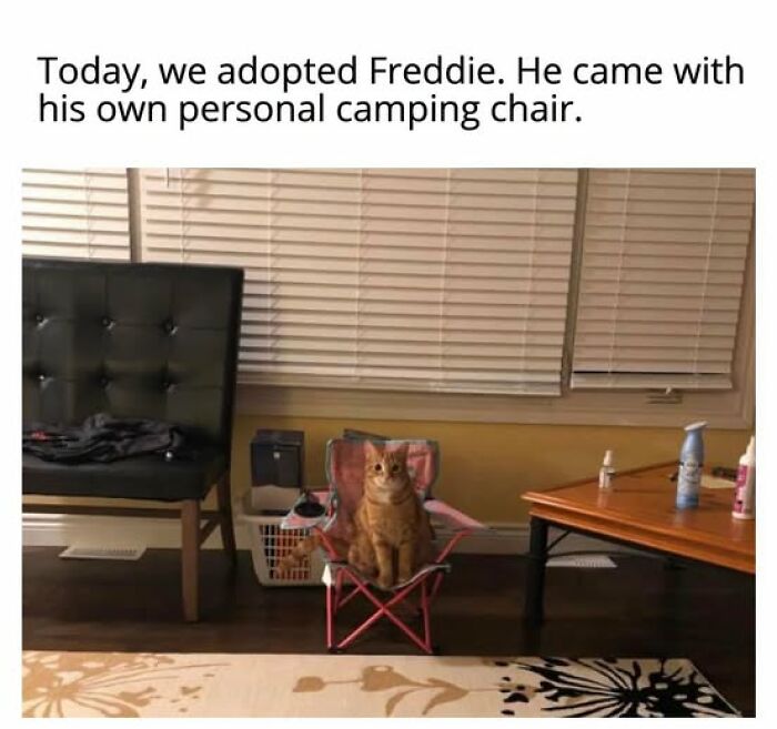 Entertaining cat memes: Freddie the cat sits in his own tiny camping chair after adoption.