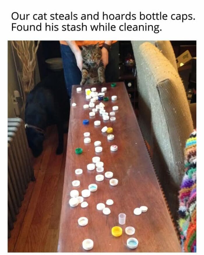 Entertaining cat memes: A cat stands on a table covered in hoarded bottle caps.