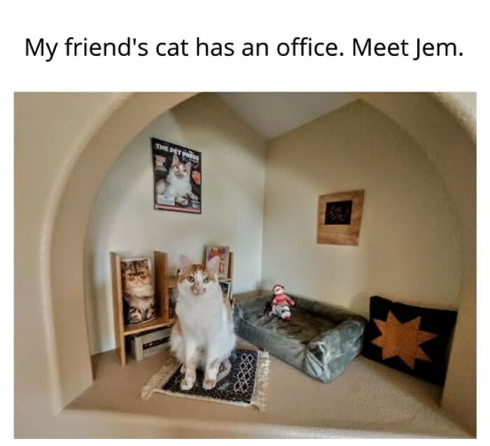 An entertaining cat meme of a cat named Jem sitting in its small, custom-built office with cat-themed decor.