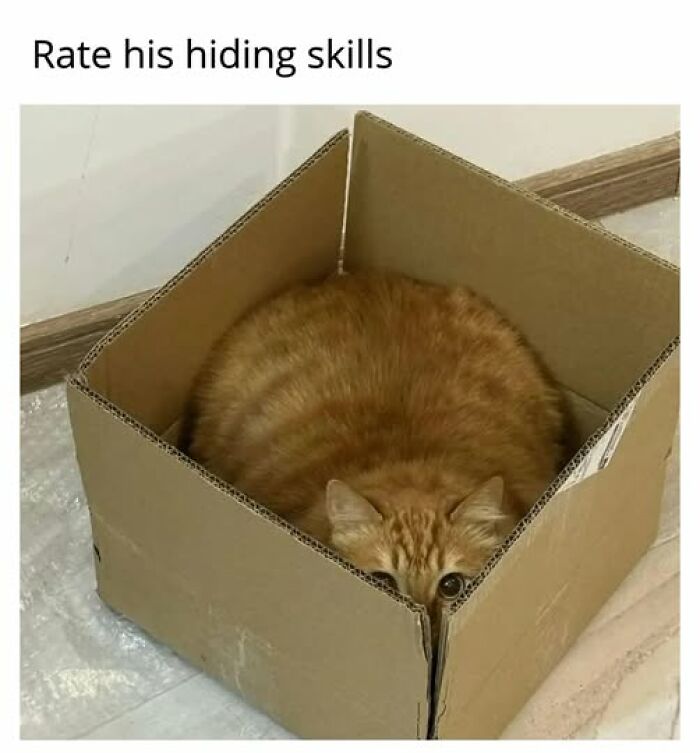 An entertaining cat meme of a fluffy ginger cat hiding in a cardboard box, with only its eyes peeking out.