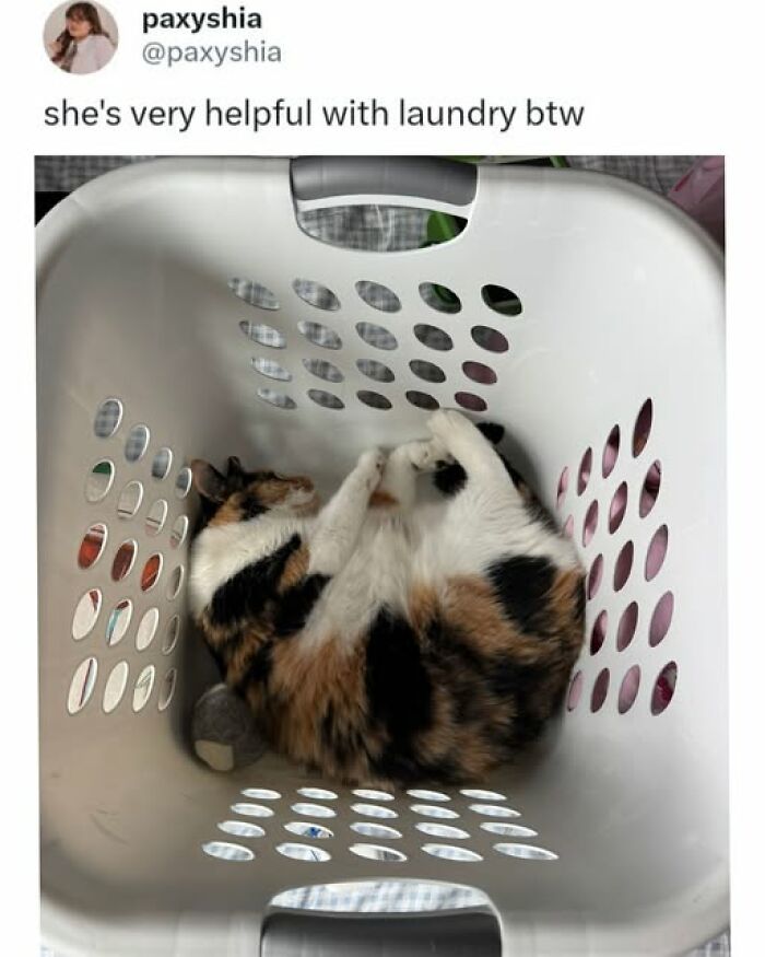Adorable cat meme of a calico cat curled up inside a laundry basket, being very helpful with laundry.