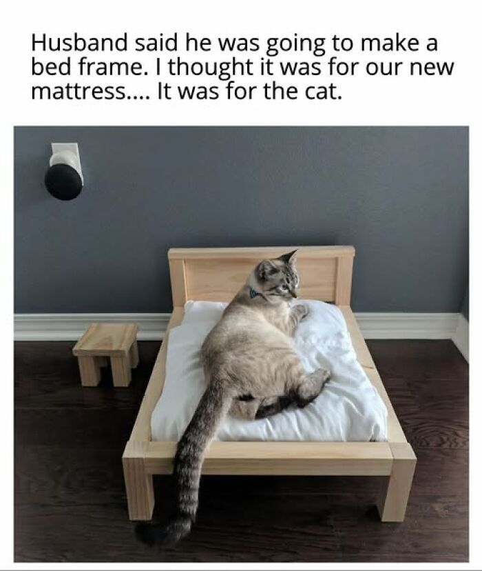 Funny cat meme of a cat lounging on a miniature bed, specifically made for it instead of a human mattress.