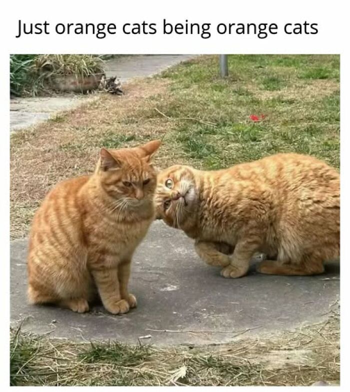 Cute cat meme featuring two orange cats, one looking serious and the other tilting its head playfully.