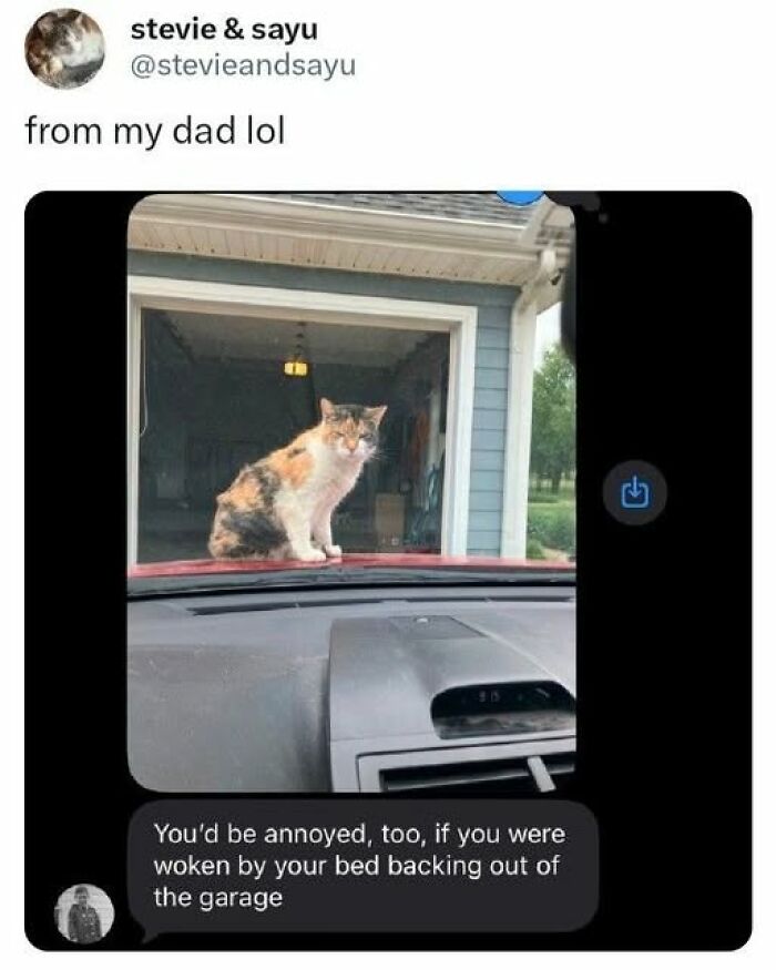 Entertaining cat meme showing a cat on a car dashboard, annoyed about its bed moving out of the garage.