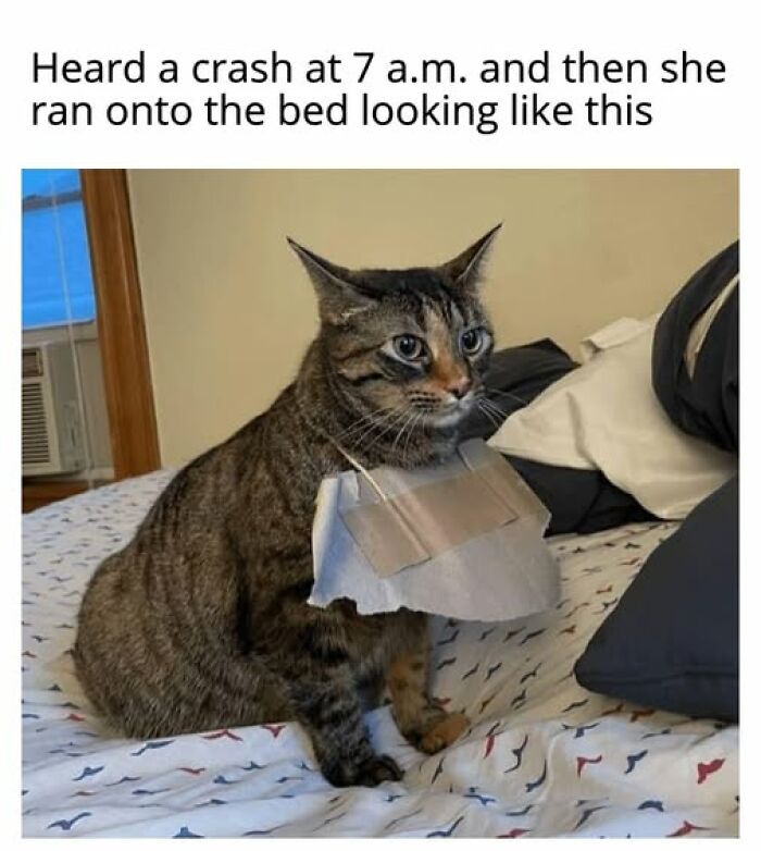 Hilarious cat meme of a cat wearing a makeshift bib after causing a crash at 7 a.m.