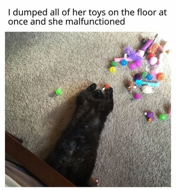 A black cat meme lying on its back amidst many cat toys scattered on a carpet, demonstrating entertaining cat memes.