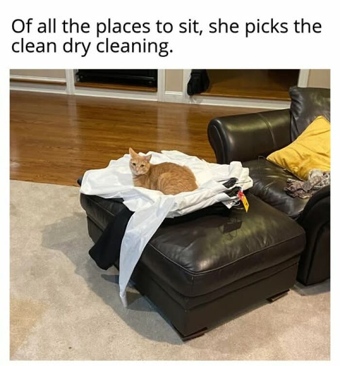 An orange cat meme lounging on a pile of clean dry cleaning clothes on an ottoman, an entertaining cat meme.