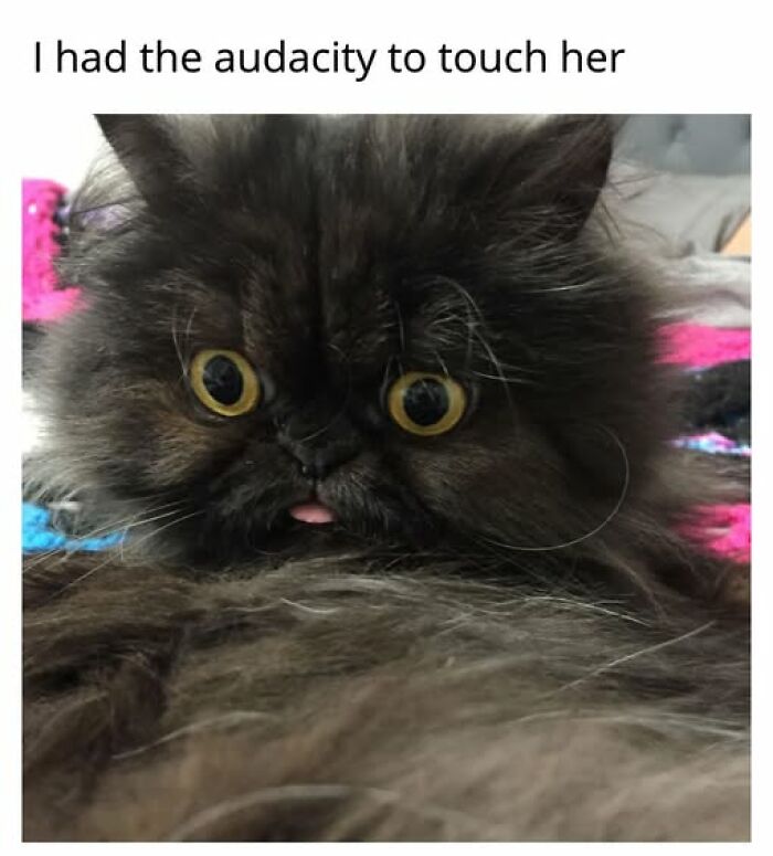 A fluffy black cat meme with big eyes and a tongue sticking out, looking surprised, proving cat memes are entertaining.