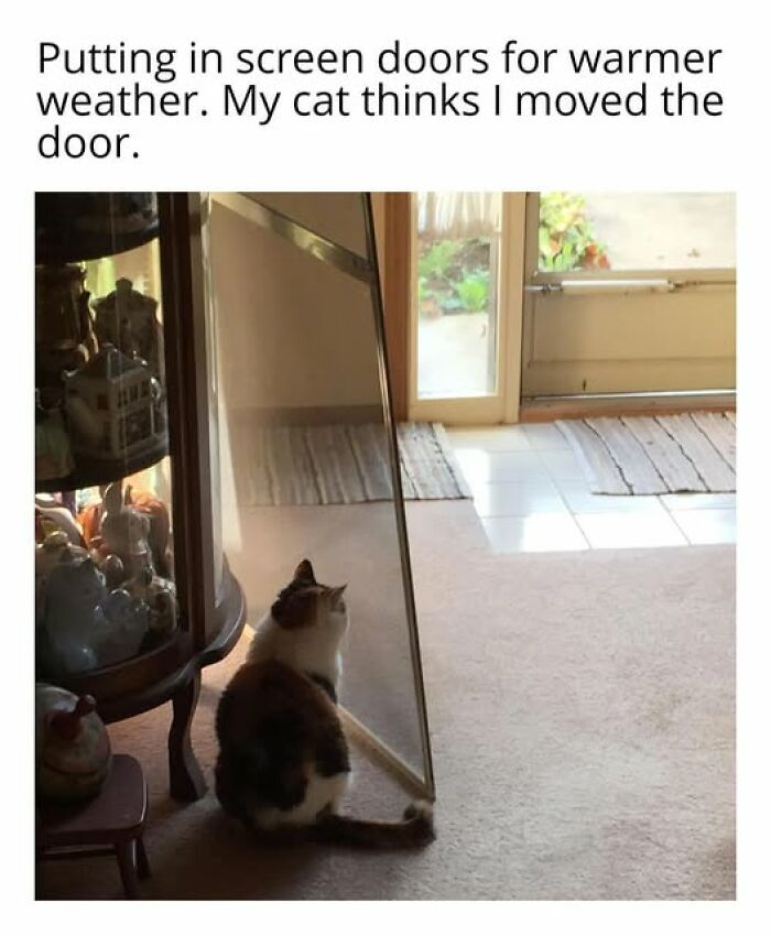 A calico cat meme looking at its reflection in a full-length mirror, showcasing entertaining cat memes.