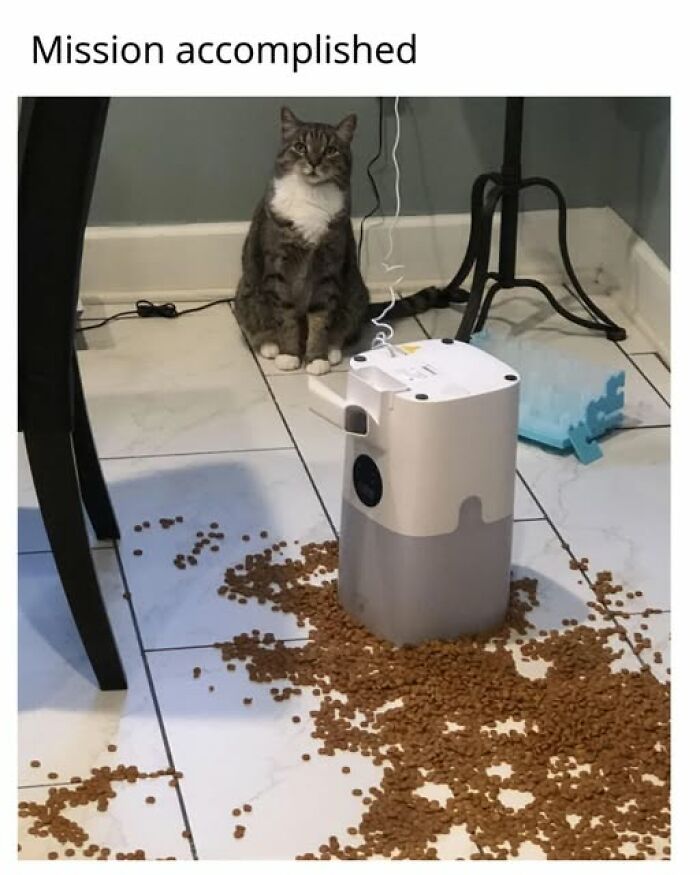 A tabby cat meme sitting behind an overturned automatic feeder with kibble spilled on the floor, an entertaining cat meme.