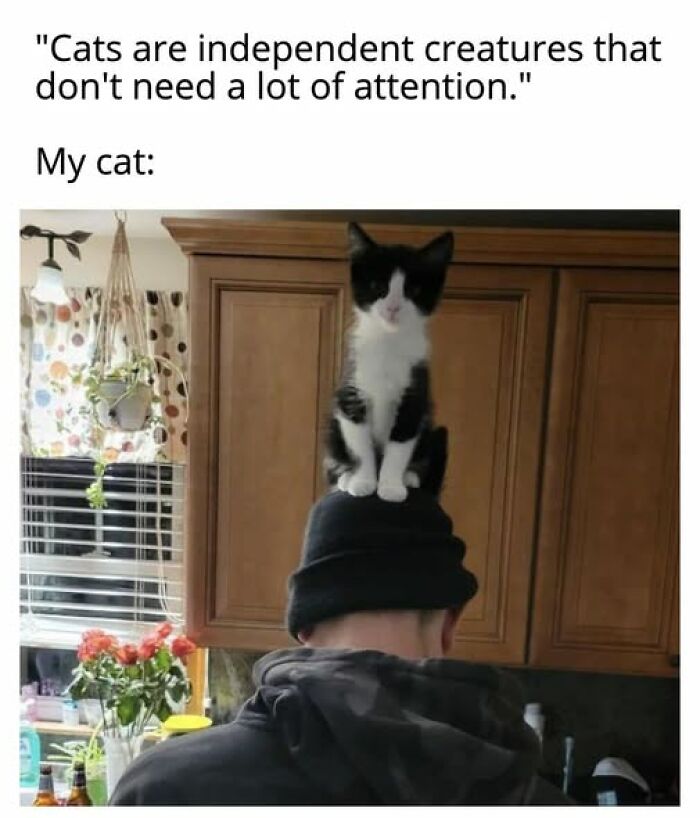 Entertaining cat memes: A black and white kitten perched on top of a person's head, wearing a black beanie.