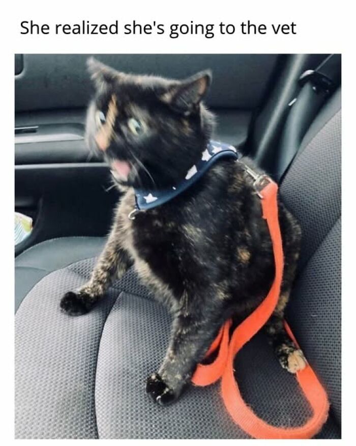 Entertaining cat memes: A cat wearing a harness and leash, looking alarmed in a car seat, on the way to the vet.