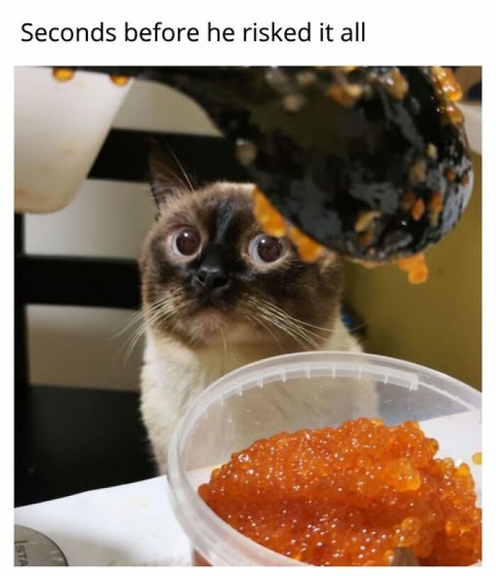 Entertaining cat memes: A cat with wide eyes staring at a spoonful of red roe held above a container.