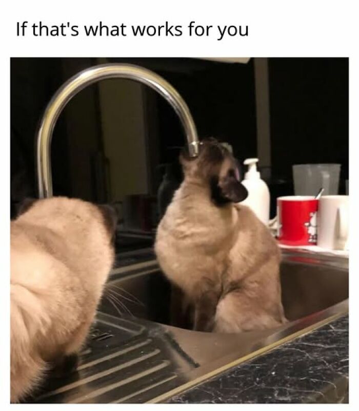 Entertaining cat memes: A Siamese cat drinking water directly from a kitchen faucet in a sink.