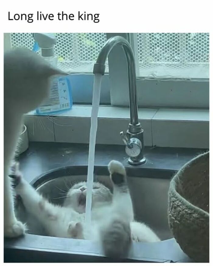 A funny cat meme shows a white cat playfully lying on its back under a running faucet in a kitchen sink, enjoying the water.