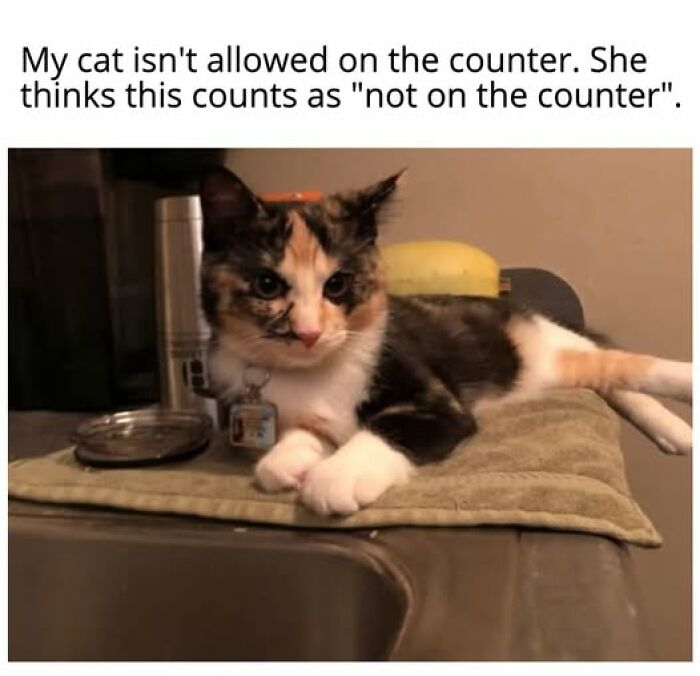A calico cat meme sits smugly on a towel in a sink, cleverly avoiding the counter, proving cat memes entertaining.