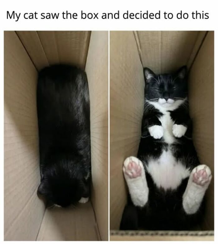 A funny cat meme shows a tuxedo cat comically fitting into a narrow box, then relaxing on its back in a wider part of the box.