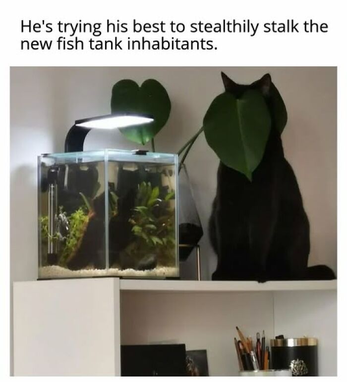 A black cat meme humorously hides behind a plant, trying to stalk fish in a small aquarium, blending into the background.