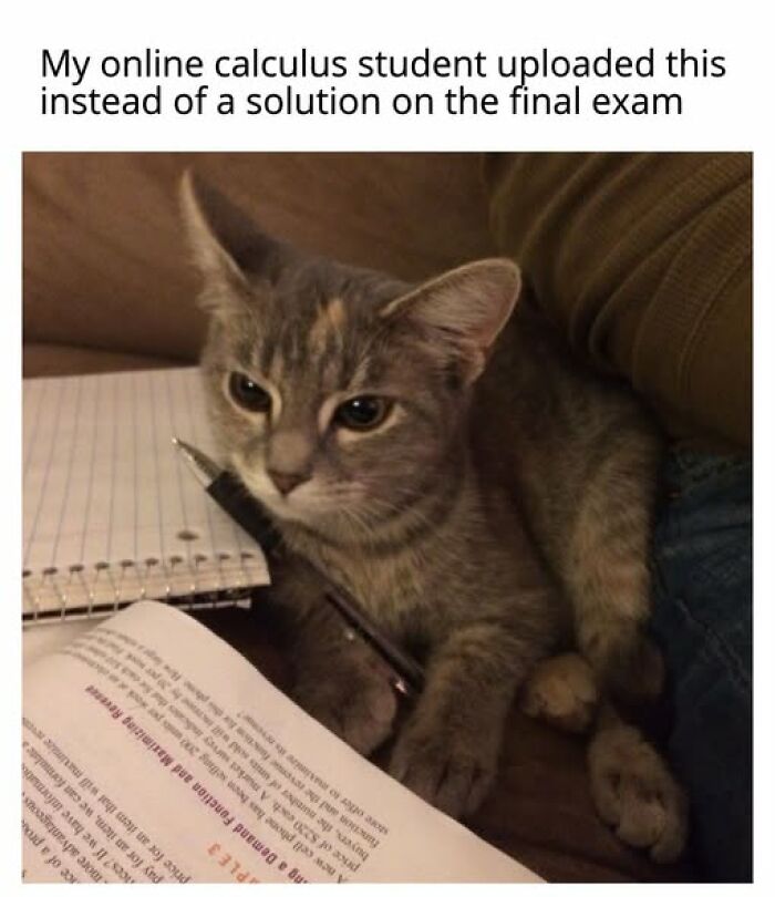 Entertaining cat memes: A studious cat with a pen and textbook, ready to learn.