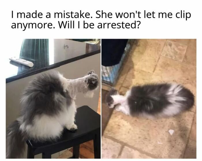 Entertaining cat memes: A cat with a funny haircut looking displeased.