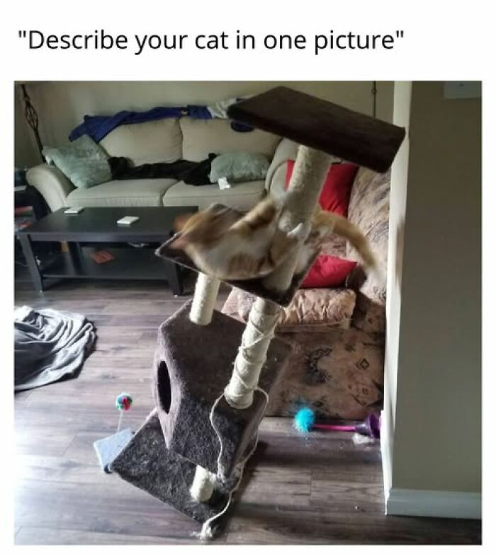 Entertaining cat memes: A playful cat on a leaning cat tree, creating chaos.