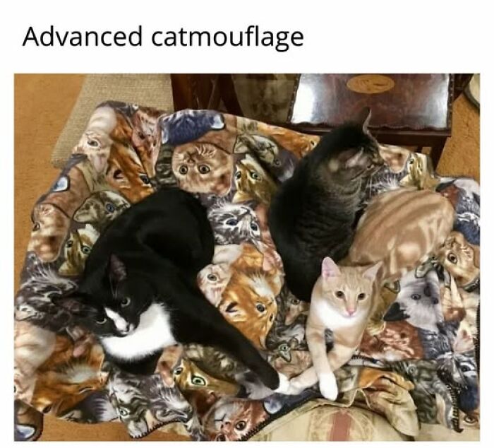 Entertaining cat memes: Three cats camouflaged on a blanket with cat faces.