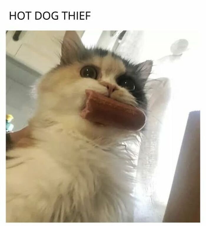 Entertaining cat memes: A calico cat with wide eyes holds a hot dog in its mouth, a mischievous thief.