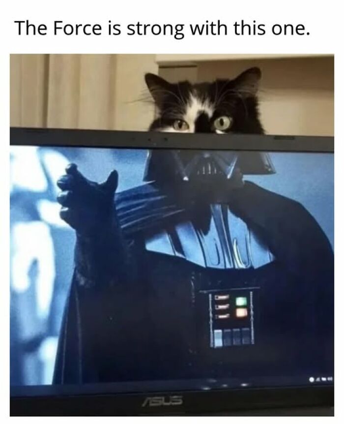 Entertaining cat memes: A black and white cat peeks over a monitor displaying Darth Vader.