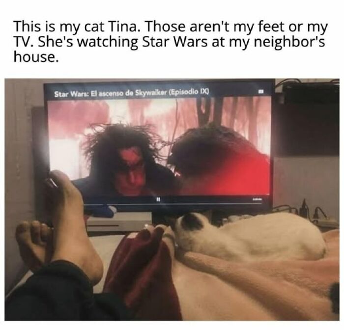 Entertaining cat memes: A white cat watches Star Wars on TV next to human feet.